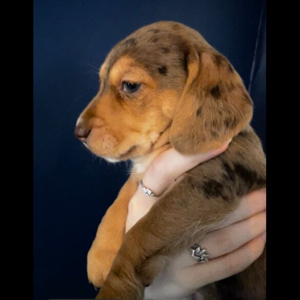 Mixed Breed - Both