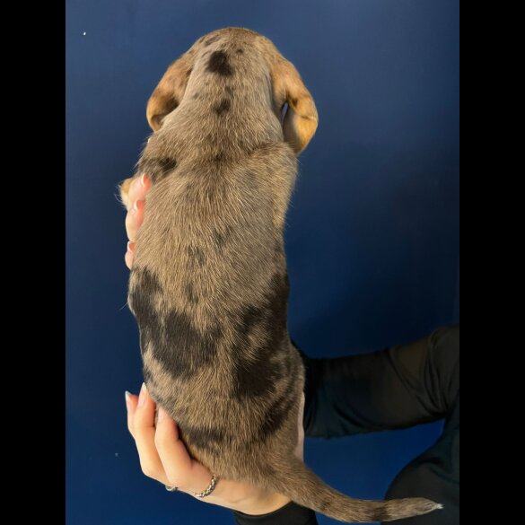 Mixed Breed - Both