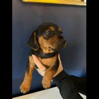 Mixed Breed - Both