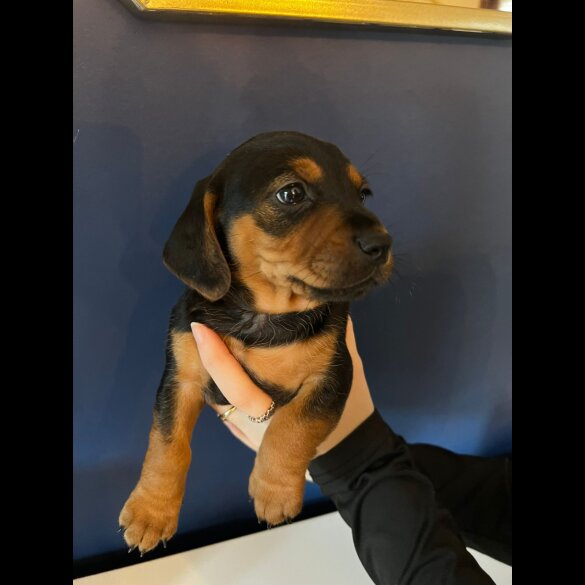 Mixed Breed - Both