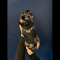 Mixed Breed - Both