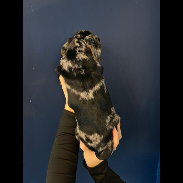Mixed Breed - Both