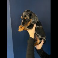Mixed Breed - Both