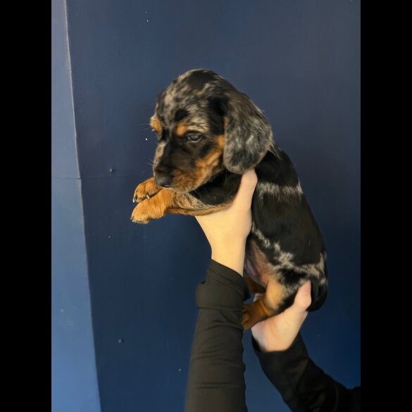 Mixed Breed - Both