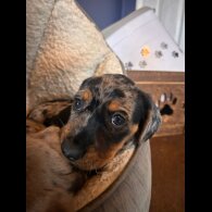 Mixed Breed - Both