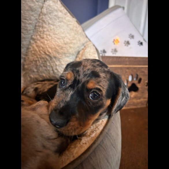 Mixed Breed - Both