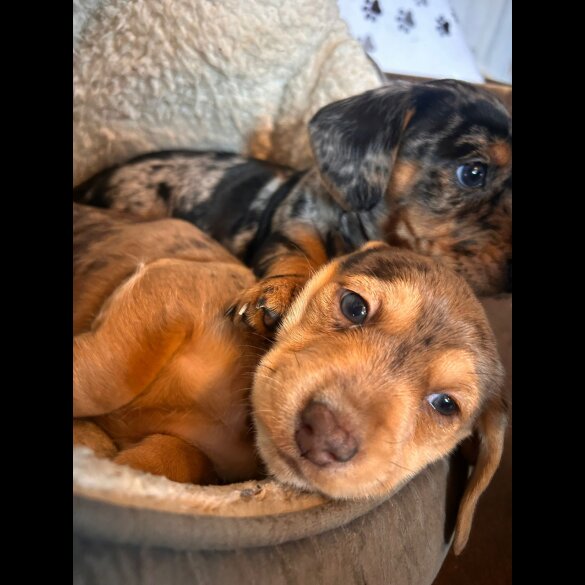 Mixed Breed - Both