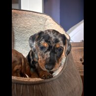 Mixed Breed - Both