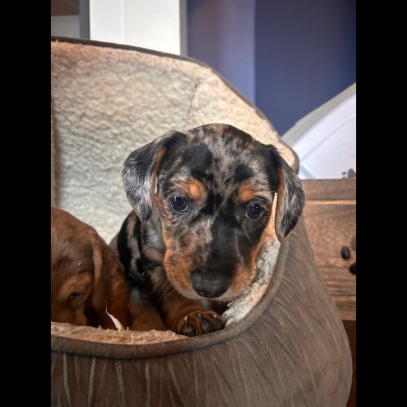 Mixed Breed - Both