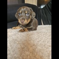 Mixed Breed - Both
