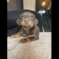 Mixed Breed - Both