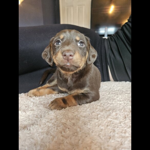 Mixed Breed - Both