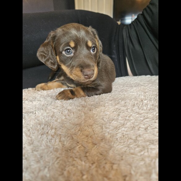 Mixed Breed - Both