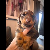 Mixed Breed - Both