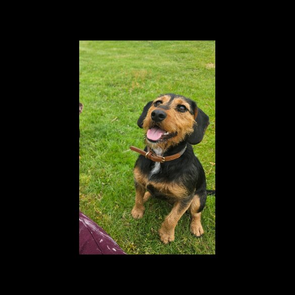 Mixed Breed - Both