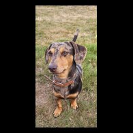 Mixed Breed - Both