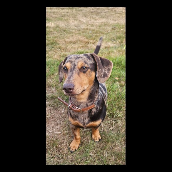 Mixed Breed - Both