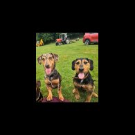 Mixed Breed - Both