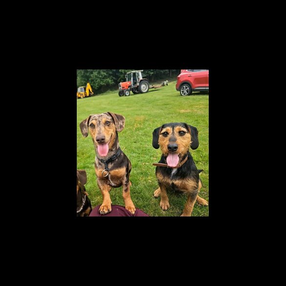 Mixed Breed - Both