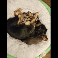 Mixed Breed - Both