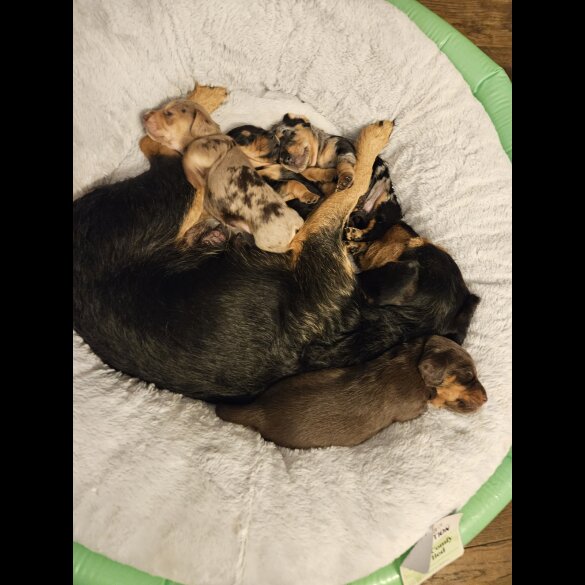 Mixed Breed - Both