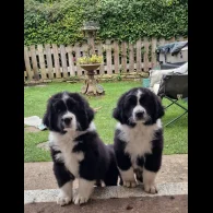Newfoundland - Bitches