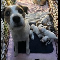 Parson Russell Terrier - Both