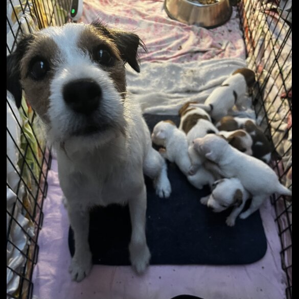 Parson Russell Terrier - Both