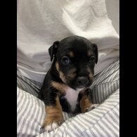 Patterdale Terrier - Dogs