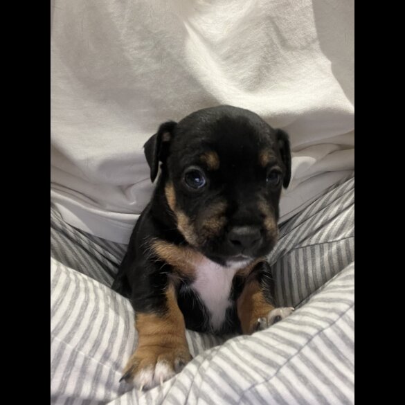 Patterdale Terrier - Dogs