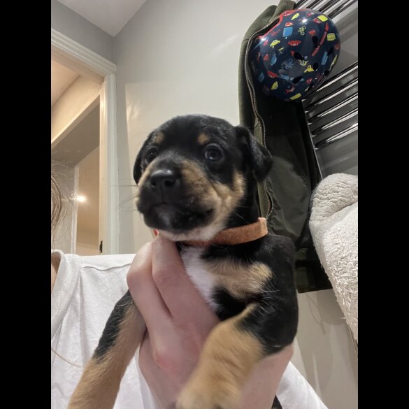 Patterdale Terrier - Dogs