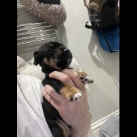 Patterdale Terrier - Dogs