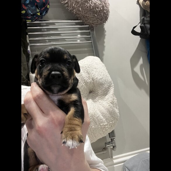 Patterdale Terrier - Dogs