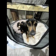 Patterdale Terrier - Dogs