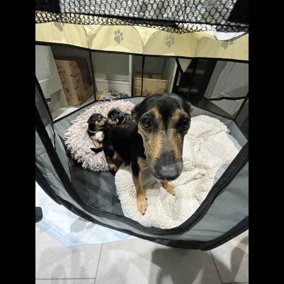 Patterdale Terrier - Dogs