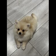 Pomeranian - Bitches