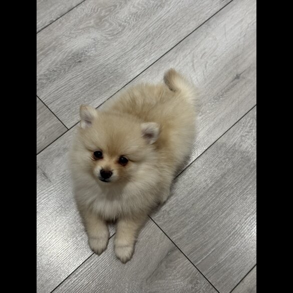 Pomeranian - Bitches