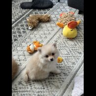 Pomeranian - Bitches