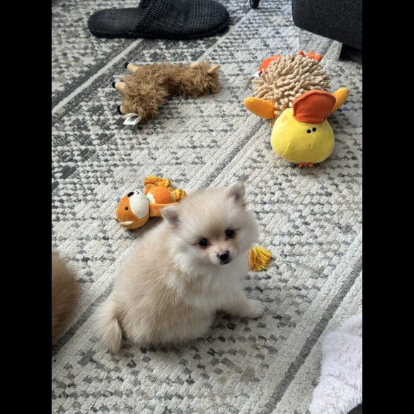 Pomeranian - Bitches
