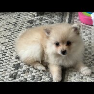 Pomeranian - Bitches