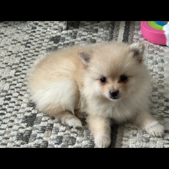 Pomeranian - Bitches
