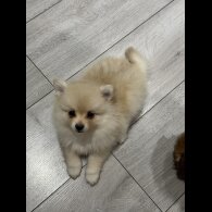 Pomeranian - Bitches