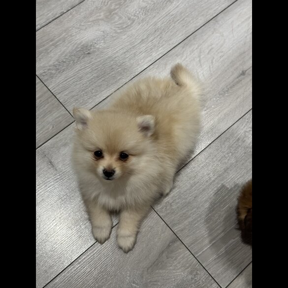 Pomeranian - Bitches