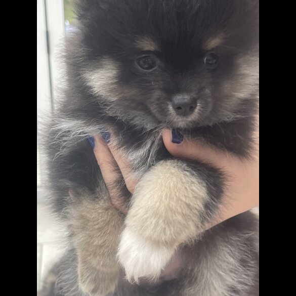 Pomeranian - Both