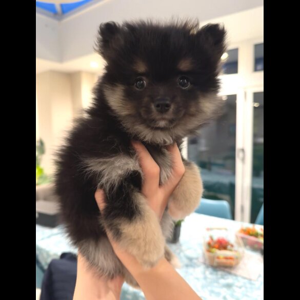 Pomeranian - Both