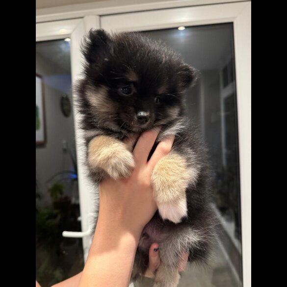 Pomeranian - Both