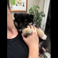 Pomeranian - Both