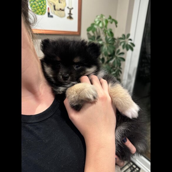 Pomeranian - Both