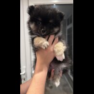 Pomeranian - Both