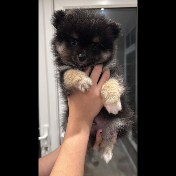 Pomeranian - Both